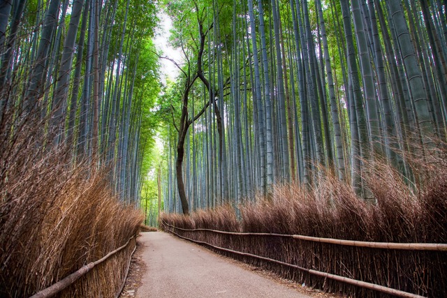 Foresta di bambù di Arashiyama