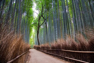 Foresta di bambù di Arashiyama