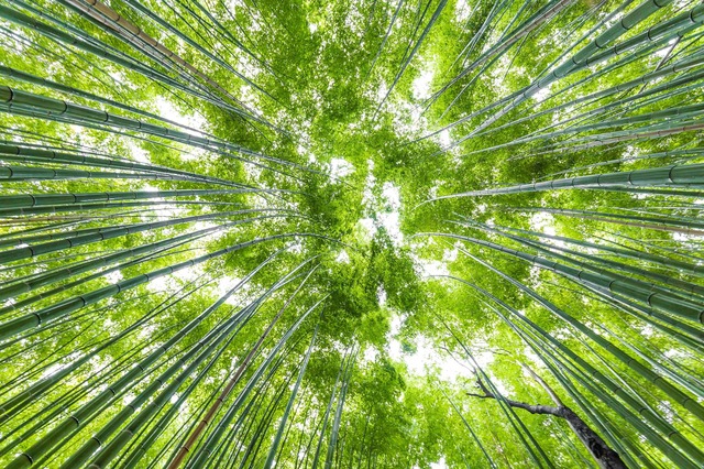 Foresta di bambù ad Arashiyama