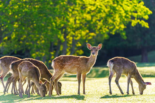 Cervi nel parco di Nara