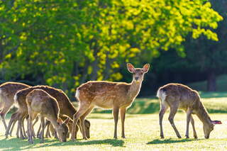Cervi nel parco di Nara 