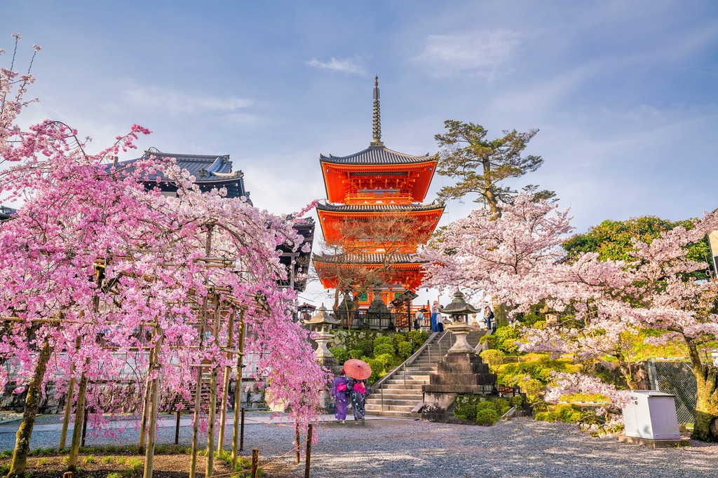 Il tempio Kiyomizu-dera e la stagione dei ciliegi in fiore in primavera a Kyoto 