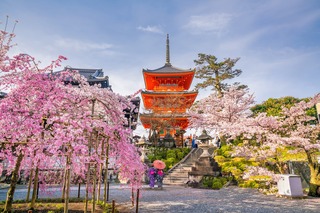 Il tempio Kiyomizu-dera e la stagione dei ciliegi in fiore in primavera a Kyoto