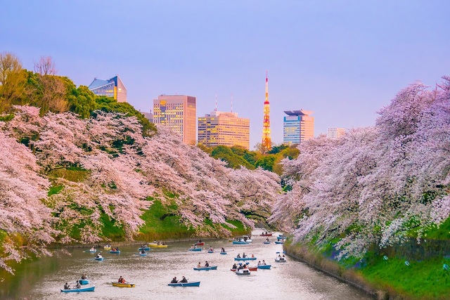 Parco Chidorigafuchi con piena fioritura a Tokyo