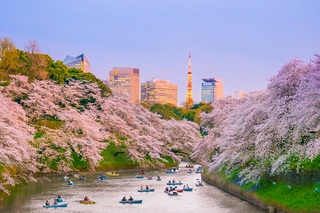 Parco Chidorigafuchi con piena fioritura a Tokyo