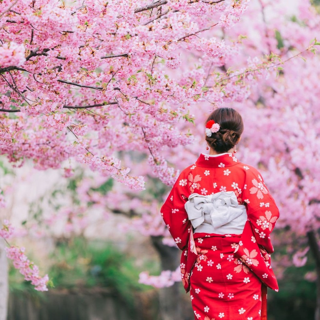 Kimono e fiori di ciliegio