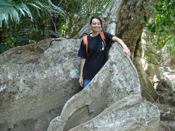 Un bellissimo albero di fico a Iriomote