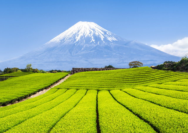 Il monte Fuji con le piantagioni di tè verde in primo piano