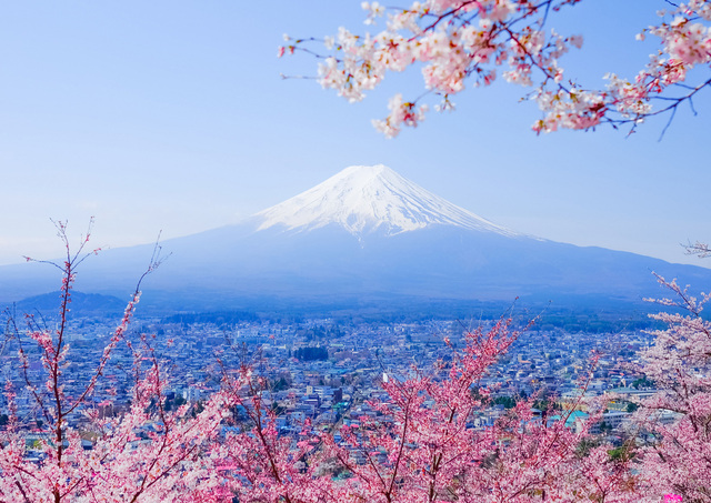 Il Monte Fuji con i ciliegi in fiore in primavera