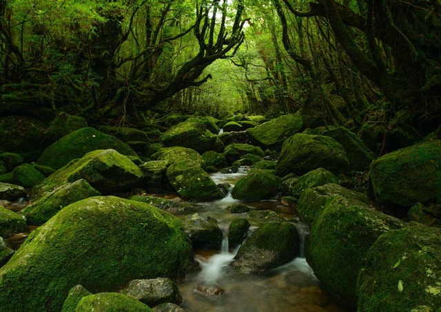 Foresta di Yakushima