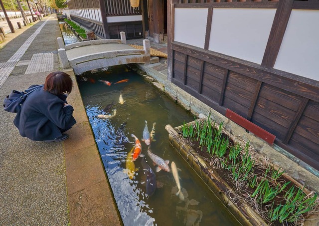Carpa in via Tonomachi, Tsuwano