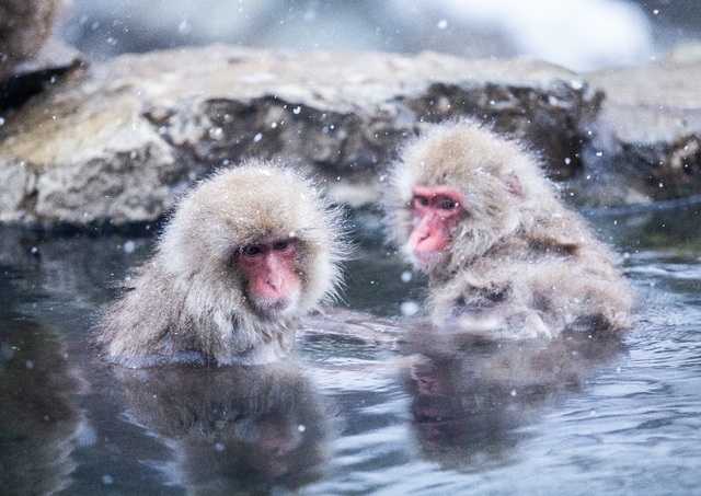 Scimmie delle nevi che fanno il bagno nelle sorgenti termali del parco Jigokudani, Shibu Onsen