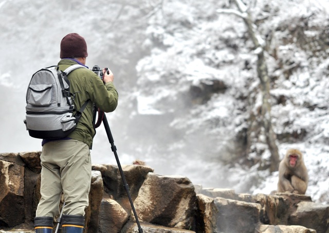 Scimmie delle nevi al Parco Jigokudani