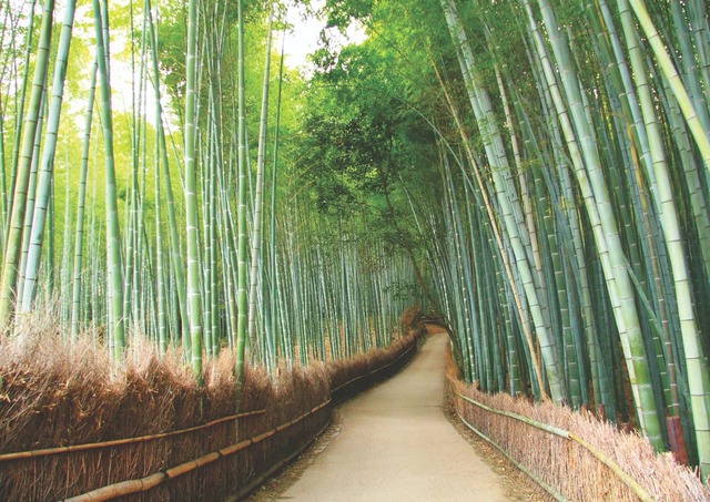 Arashiyama, la foresta di bambù di Kyoto 