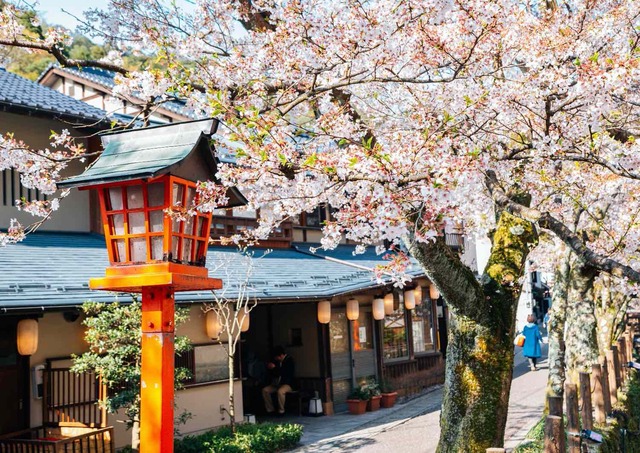 Ciliegi in fiore a Kinosaki Onsen