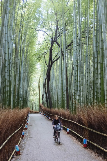 Foresta di bambú di Arashiyama