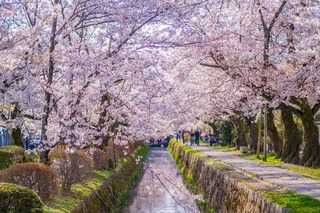 Il Sentiero dei Filosofi in primavera, Kyoto