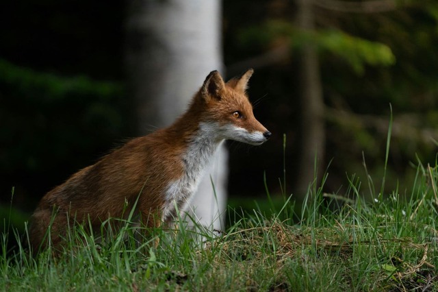 Volpe rossa, Hokkaido