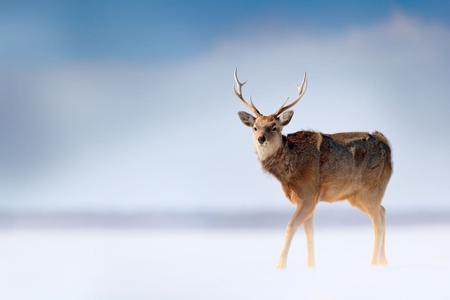 Cervi selvatici nel Parco Nazionale di Shiretoko