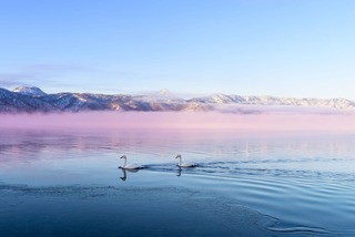 Cigni sul lago Kussharo