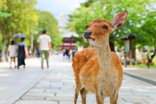 Cervi amichevoli a Nara