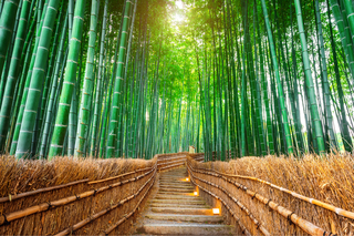 Foresta di bambù, Arashiyama