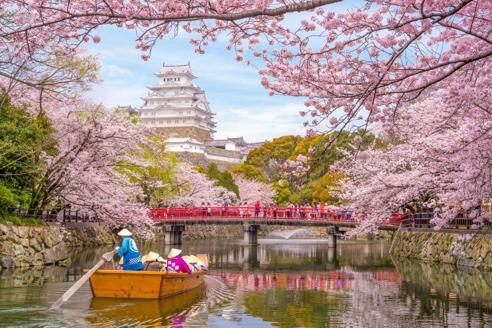 Giappone Castello di Himeji , Castello dell'Airone Bianco nella splendida stagione dei ciliegi in fiore sakura