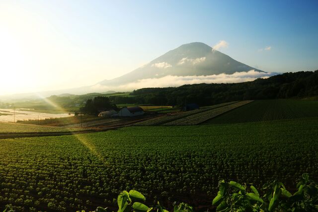 Monte Yotei in estate, Niseko.