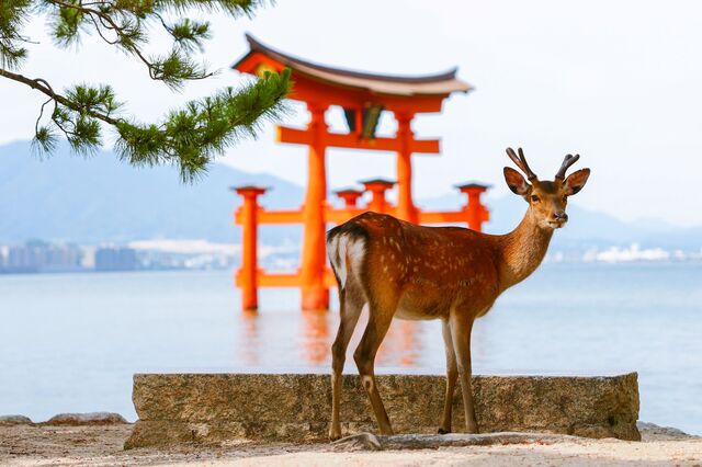 Cervi al santuario di Itsukushima, Miyajima