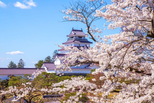 Castello di Tsuruga in primavera