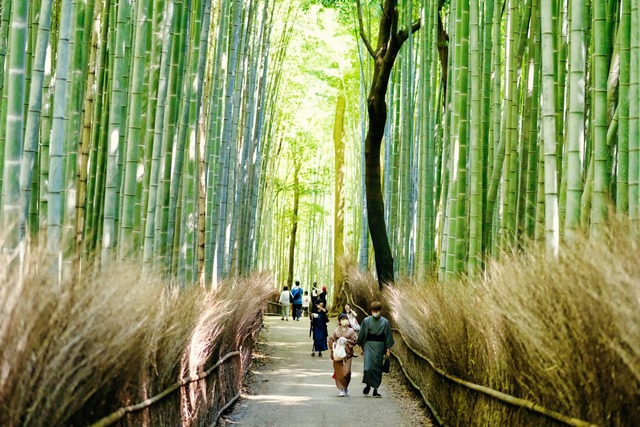 Foresta di bambù, Arashiyama, Kyoto 