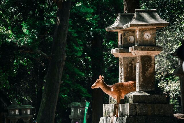 Cervi nel Parco di Nara 