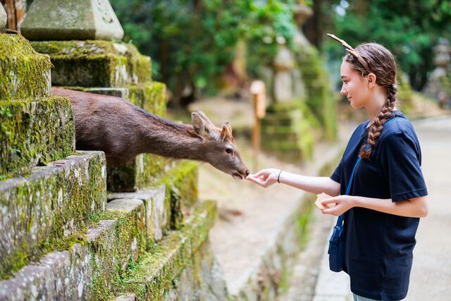Cervi nel Parco di Nara 