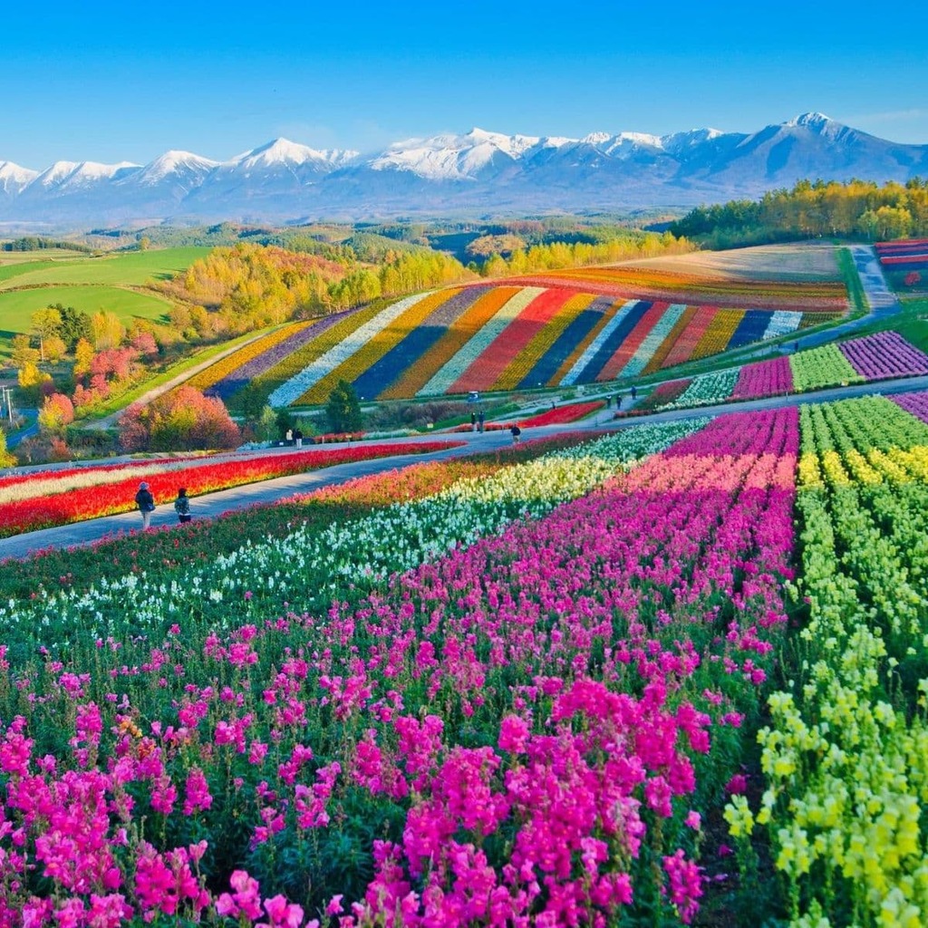 Colline fiorite a Furano, Hokkaido