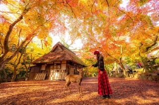 Parco dei cervi in autunno, Nara 