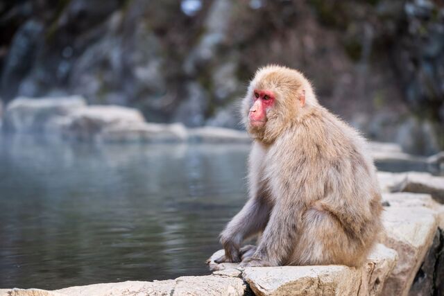 Macachi giapponesi fanno il bagno nelle acque termali di Nagano, Giappone 
