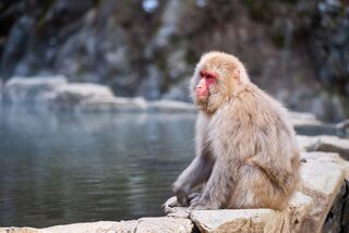 Macachi giapponesi fanno il bagno nelle acque termali di Nagano, Giappone 