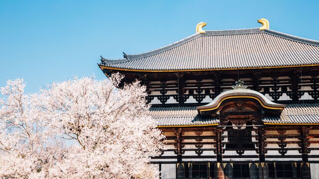 Tempio Todaiji a Nara, con fioritura dei ciliegi 