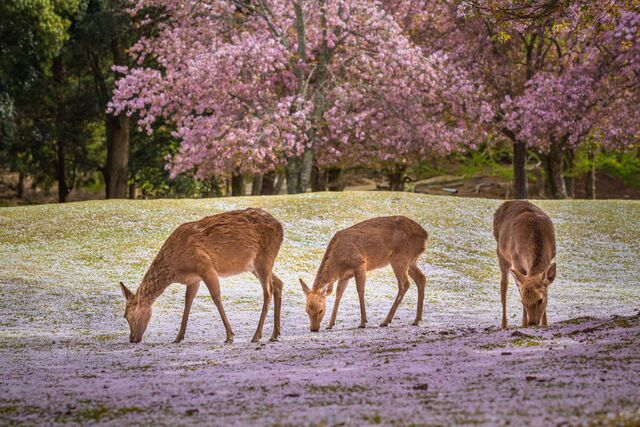 Cervi nel parco di Nara, in primavera 