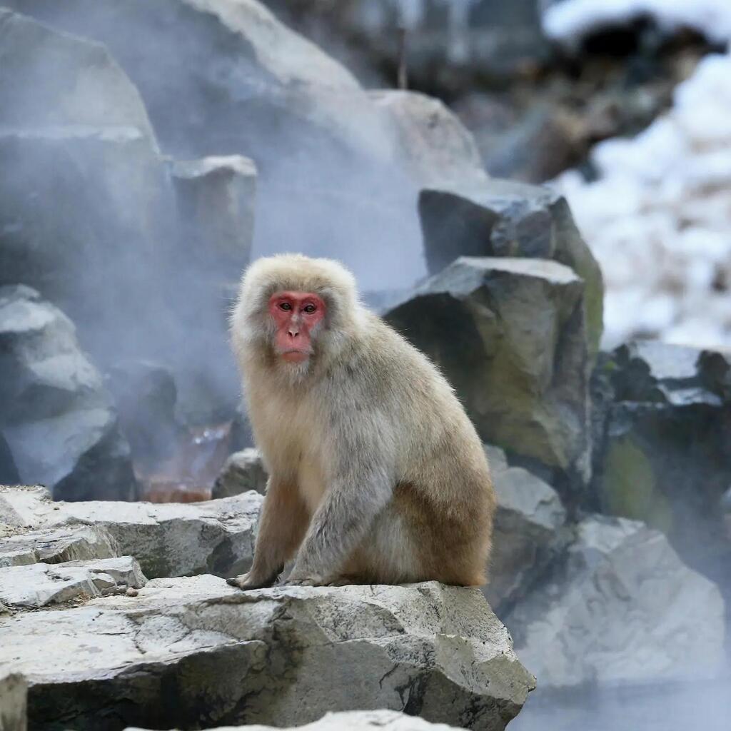 Macaco giapponese nel parco di Nagano, Giappone