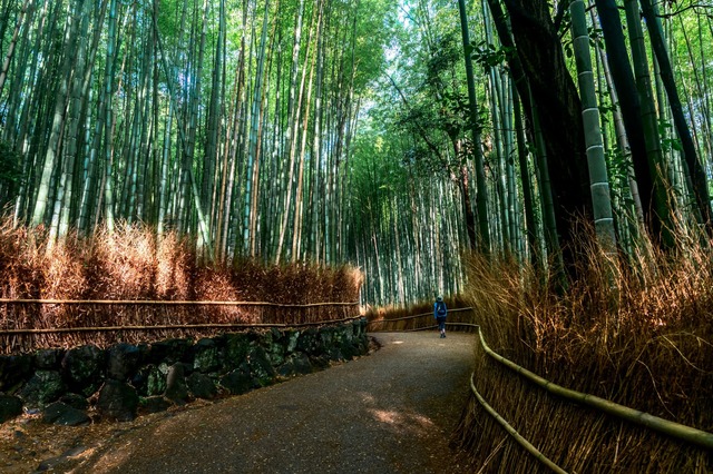 Passeggiata nella foresta di bambù di Arashiyama, a Kyoto 