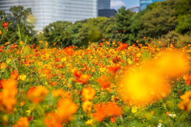 Campi di cosmos nel giardino Hamarikyu, a Tokyo 