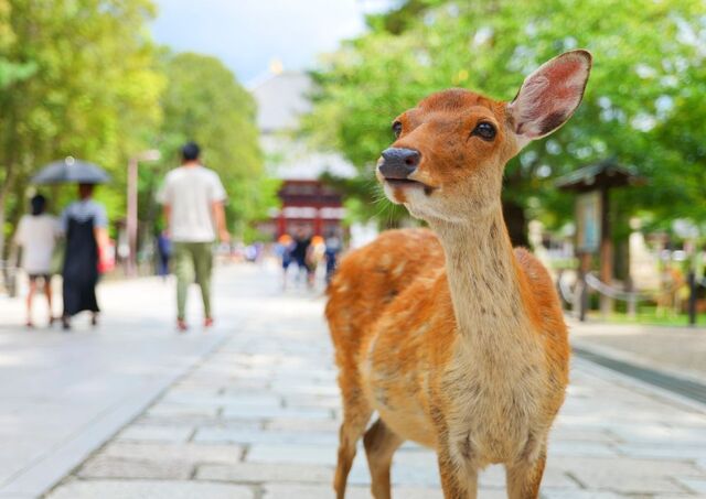 Cervo sacro nel parco di Nara 