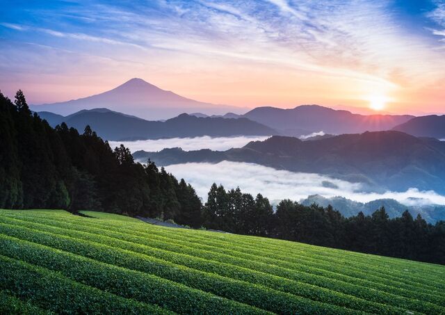 La vista del Monte Fuji da una piantagione di tè