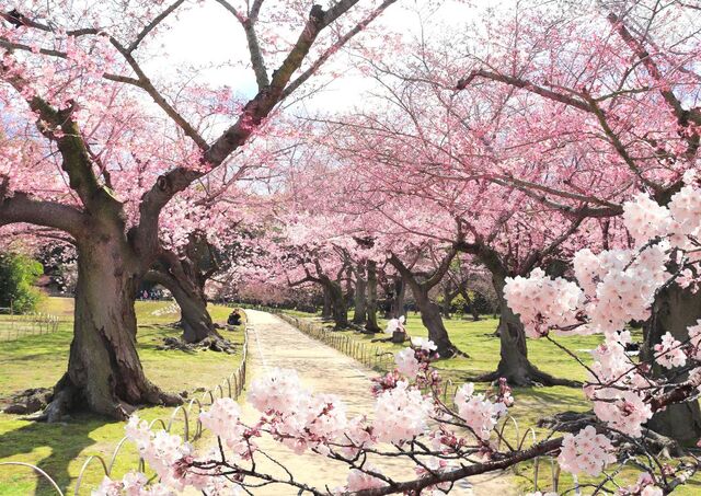 Ciliegi in fiore nel giardino Koishikawa Korakuen, Tokyo, Giappone (source: shutterstock — blooming-sakura-trees-koishikawa-korakuen-garden)