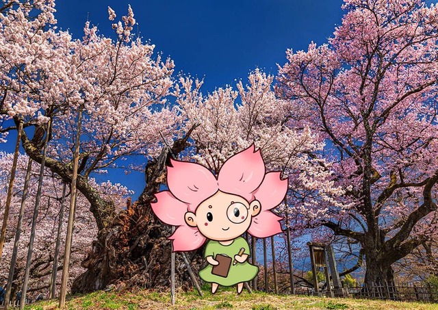 La mascotte Mono-chan sotto l’albero Jindai Zakura, Yamanashi, Giappone