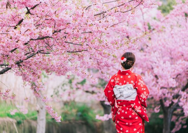 Una donna in kimono ammira la fioritura dei ciliegi in Giappone