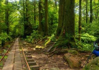 Sentieri e ferrovia nella foresta di Yakushima