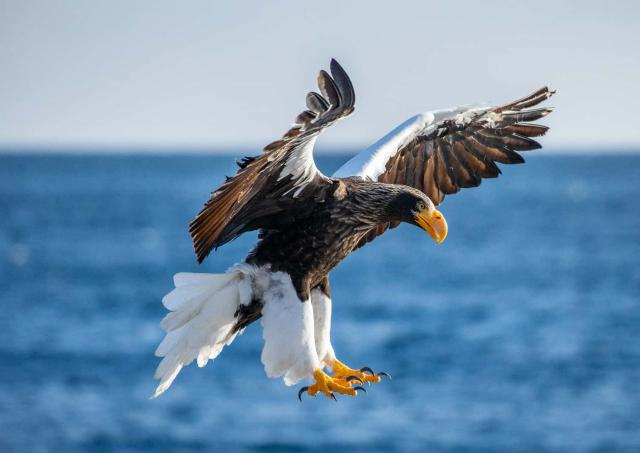 Aquila di mare di Steller nel Parco Nazionale di Shiretoko