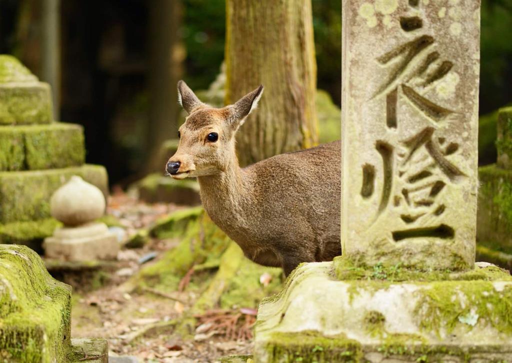 Cervo al santuario di Kasugataisha , Nara